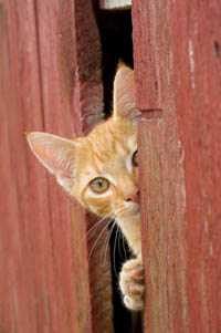 image courtesy: http://dogsandcats.co.uk/