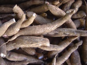 cassava_root