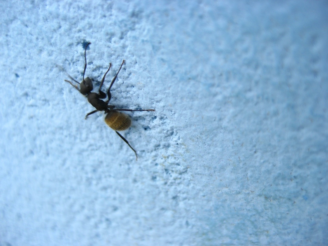 ant on blue wall – சொல்வனம் | இதழ் 367 | 24 மே 2026