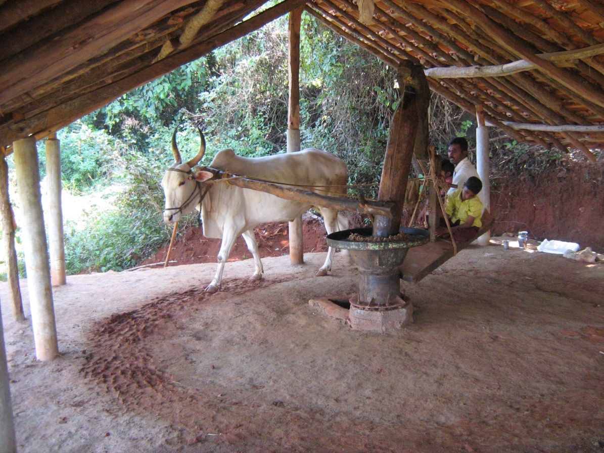 Groundnut_Oil_Extraction_Process_Cows_Old_1800s_Chekku_Peanut_Paste